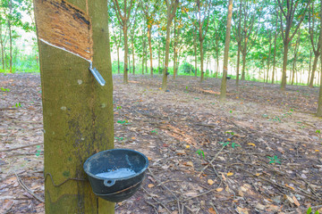 Fototapeta premium Rubber tree farm background