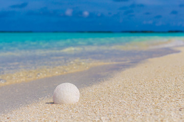 White shell in the sand on the beach