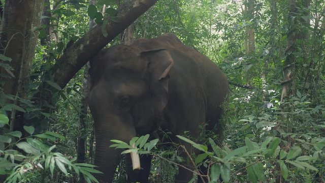 close up of an elephant scratching his head against a tree