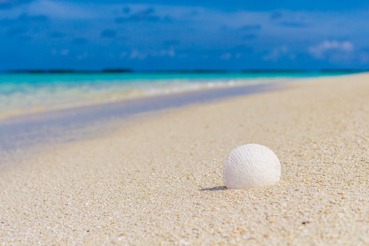White shell in the sand on the beach