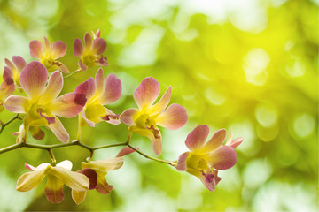 Fototapeta na wymiar orchids bouquet of flowers