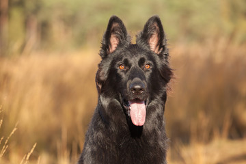 Fototapeta premium Portrait Old German Shepherd Dog