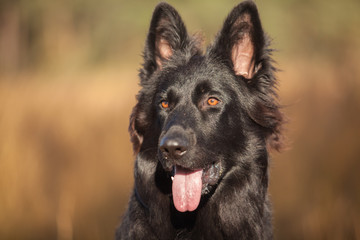 Portrait of German Shepherd