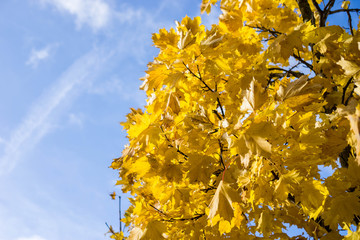 Gelbe Blätter eines Ahornbaumes vor blauem Himmel