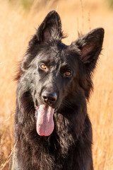 Portrait of Black German Shepherd