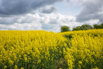 Obraz premium Mustard fields in spring, horizontal