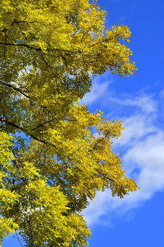 Herbstlich leuchtende Esche