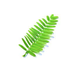 tamarind leaves on white background