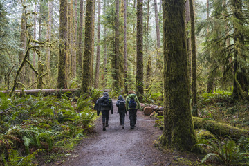 Fototapeta premium plenty forest in Olympic national park area,Washington,usa.