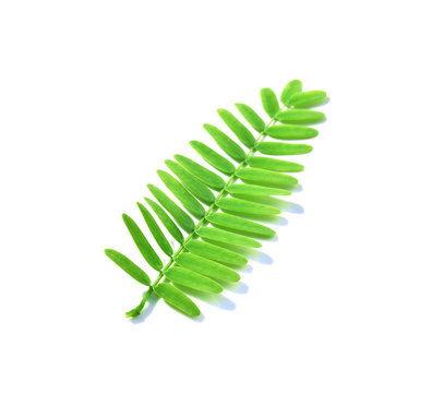tamarind leaves on white background