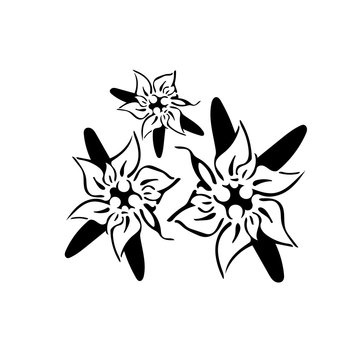 Stilizzata Photos Royalty Free Images Graphics Vectors Videos Adobe Stock