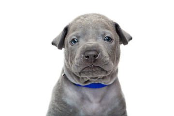 Thai ridgeback puppy isolated on white