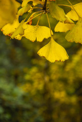 The ginkgo tree leaves closeup in autumn
