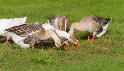 domestic geese on the farm
