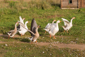 geese running on grass