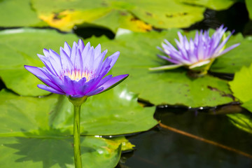 Lotus bloom in the pond during the day