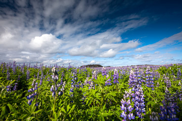 View at Icelandic plains during summertime