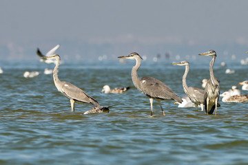 Цапли стоят на песчаной косе в азовском море  Heron standing on a sand spit