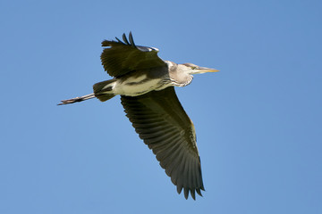 Цапля в полете на фоне синего неба Heron in flight