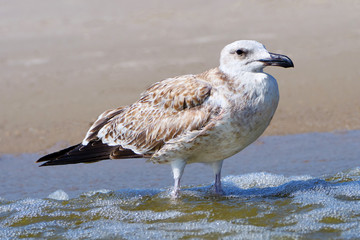 Симпатичная сизая чайка на берегу моря летним днем Pretty common gull