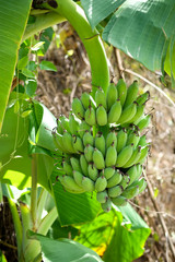 Banana on the tree in garden. © sarawutnirothon