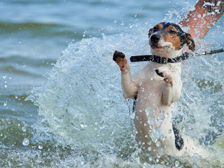 Джек рассел на побережье в брызгах воды Jack Russell on the coast