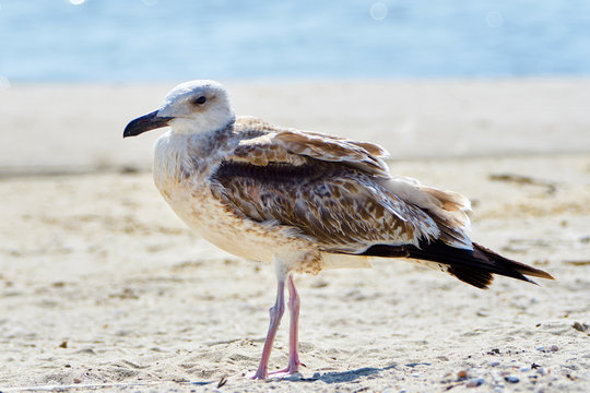 Симпатичная сизая чайка на берегу моря летним днем 