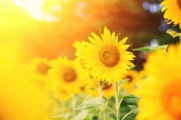 Crédence de cuisine en verre imprimé Tournesol Beautiful bright sunflowers at sunflower field