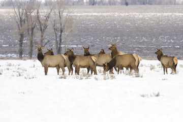Wyoming Elk Herd