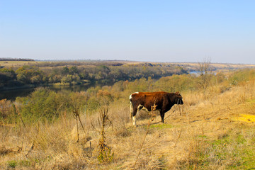 Cow on the pasture