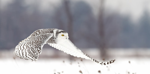 Snowy owl hunting over an open snowy field