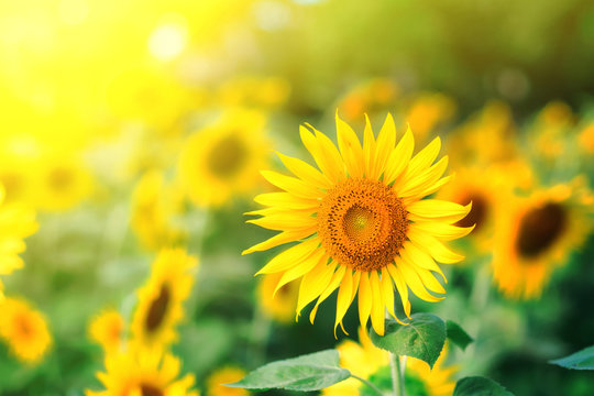 Beautiful bright sunflowers at sunflower field