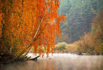 Obrazy na Szkle  Jesienny poranek mglisty nad rzeką. Żółte brzozy