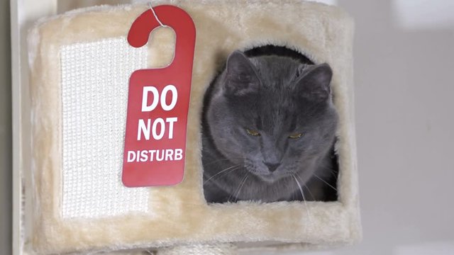 Funny gray cat inside beige cat tree house condo with hanger Do Not Disturb at the entrance. Relaxed happy cat looking at the camera while enjoying the comfort