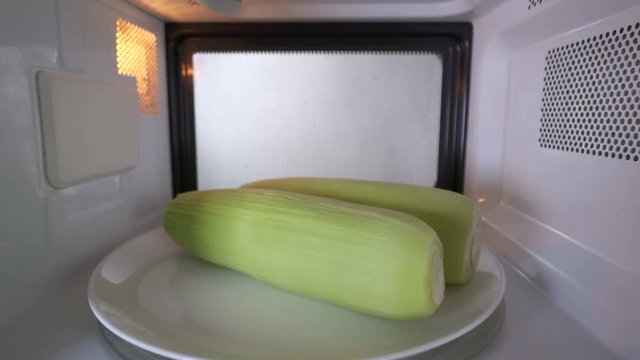 Cooking fresh sweet corn on the cob with the husk in the microwave. Ears of corn microwaving inside oven spinning on turntable tray. Version with external lighting