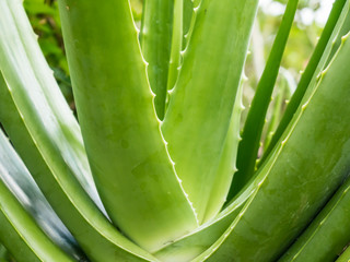 aloevera