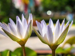  lotus flower