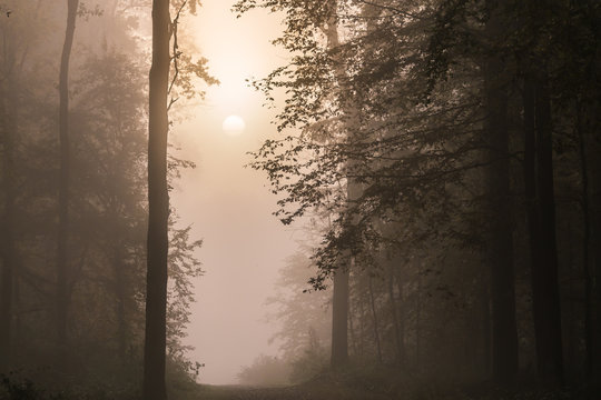 Fototapeta Phalempin dans la brume matinale...