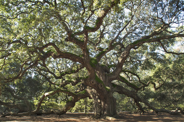 Angel Oak Tree