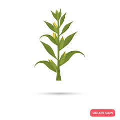 Corn agriculture crop. Color flat icon