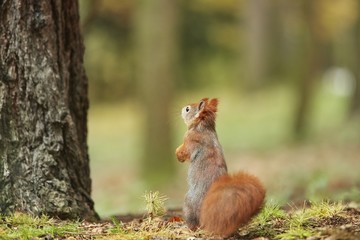 Squirrel, Autumn, nut and dry leaves