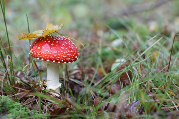 Amanita