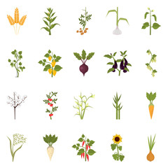 Agriculture crops color flat icons set
