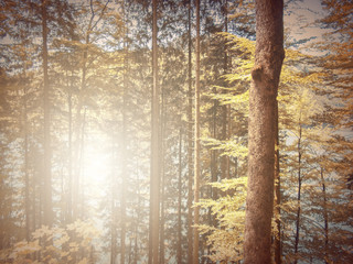  In Autumn.Fantasy fable in Park with Sunrise scene.