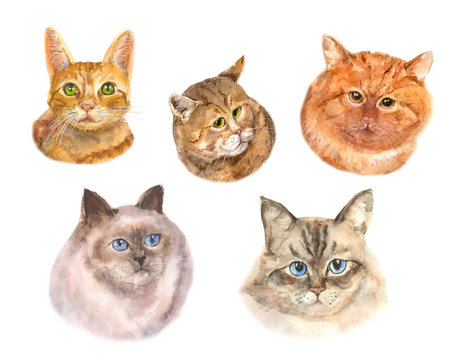 Set of cat heads: white, brown and red cats with green and blue eyes, on white background, isolated, hand draw watercolor painting, animal illustration, vintage