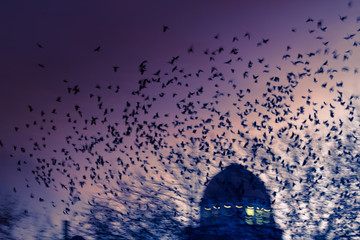 Vogelschwarm in der Stadt