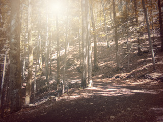  In Autumn.Fantasy fable in Park with Sunrise scene.