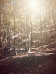  In Autumn.Fantasy fable in Park with Sunrise scene.