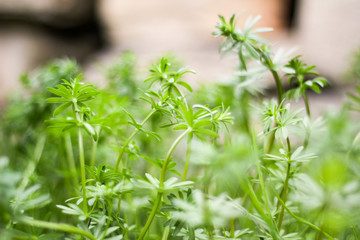 Gräser vor Steinmauer