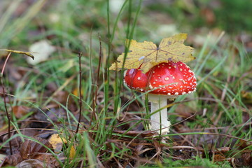 Amanita